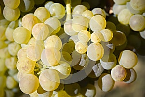 Organic Viognier Grapes