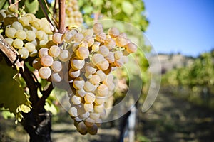 Organic Viognier Grapes