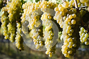 Organic Viognier Grapes