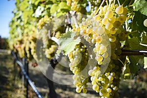 Organic Viognier Grapes