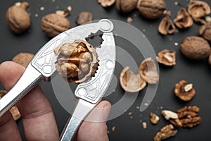 Organic walnut and cracked walnut isolated on a black background with nutcracker in hand