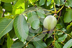 Organic walnut growing on the tree