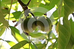 Organic walnuts in eco-friendly farm