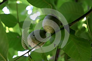 Organic walnuts in eco-friendly farm