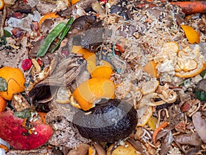 Organic waste in the composter