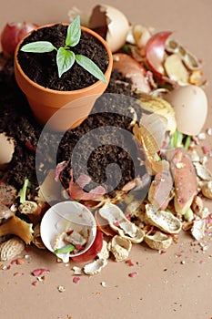 Organic waste, heap of bio compost with decomposed organic matter and plant seedling in a flower pot on top