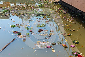 Organic waste in ping river from Loi Krathong festival