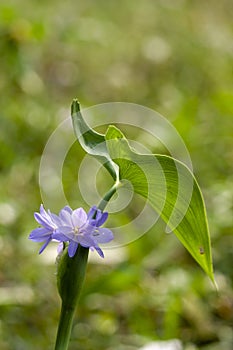 Organic Water Hyacinth Flower in the Field
