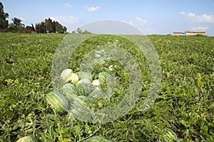 Organic Watermelon field