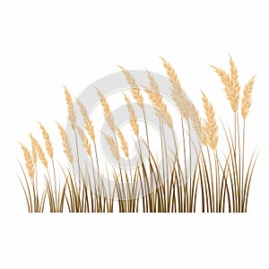 Organic Wheat Field Vector Illustration On White Background