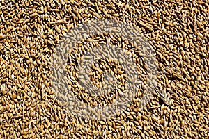 Organic wheat grains as an agricultural background close up