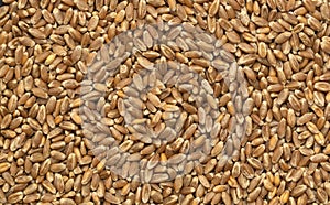 Organic wheat grains as agricultural background. Wheat background view from the top