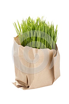 Organic Wheat Grass