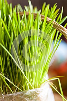 Organic wheat grass