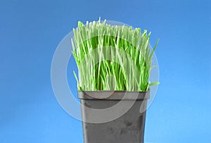 Organic wheat grass