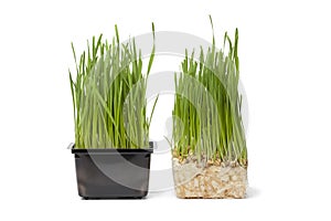 Organic wheat grass in plastic container