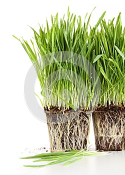 Organic wheat grass on white