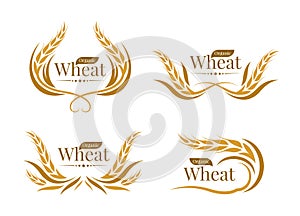 Organic wheat logo - yellow gold paddy wheat line curve style collection vector design