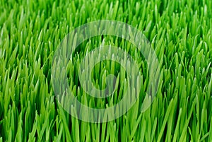 Organic Wheatgrass