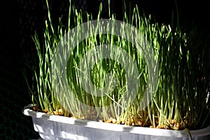 Organic Wheatgrass