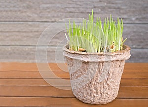Organic wheatgrass in the recycled paper pot