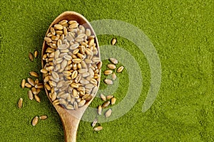 Organic wheatgrass seeds for sprouting in spoon on weatgrass powder background. Top view, copy space