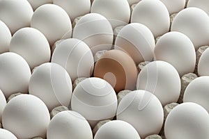 Organic white eggs and one brown in carton crate