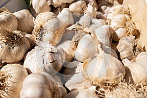 Organic white garlic on a display at a small farmers market
