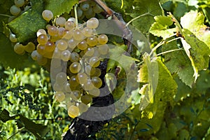 The organic white grapes (Vitis vinifera)