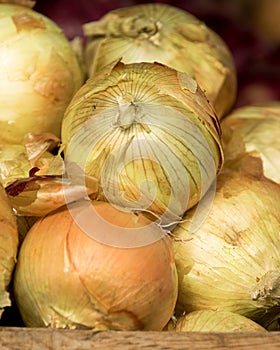 Organic White Onion at Farmer's Market