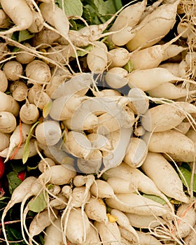 Organic White Radish at Farmer's Market