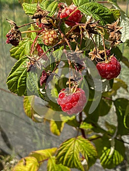 Organic wild raspberries on the plant