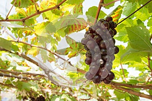 Organic wine grape