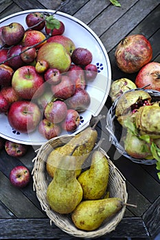 Organic winter fruit