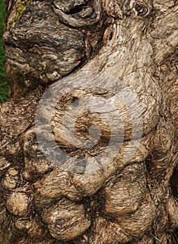 Organic wood surface with intricate twists