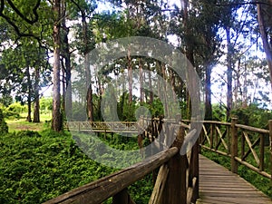 Wooden Path at El ParaÃÂ­so Park in Cuenca, Ecuador photo