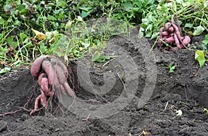 Organic yams, sweet potatoes roots harvesting photo
