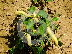 Organic yellow hot chilli pepers