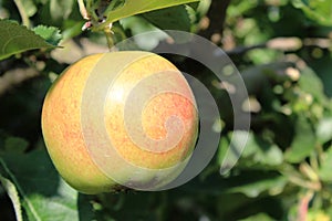 Organic yellow and red apples in apple orchard