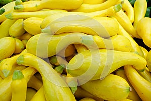 Organic Yellow Squash