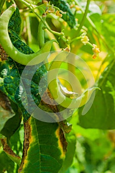 Organic yellow string beans