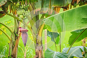 Organic young green banana fruits on tree with sunshine in the s