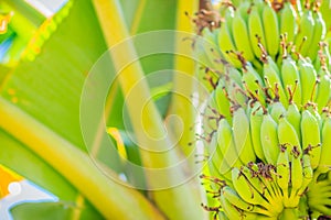 Organic young green banana fruits on tree with sunshine in the sunny day. Bunch of fresh raw young green banana fruit on tree in t