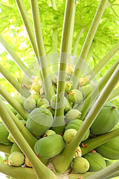 Organic young Orchard Papayas