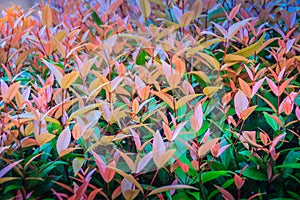 Organic young red leaves background of Syzygium gratum tree. Syzygium antisepticum or shore eugenia is a medium-size tree. It has
