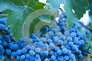 Organic Zinfandel grapes photo
