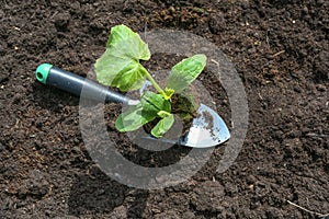 Organic zucchini seedling on a planting shovel on dark fertile soil in the vegetable garden, spring gardening for the kitchen,