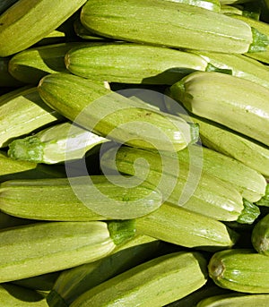 Organic Zucchini Squash