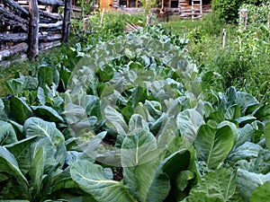 Organical plantation