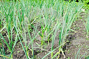organically cultivated garlic plantation in the vegetable garden. Small sapling of garlic. Garlic Plants on a Ground